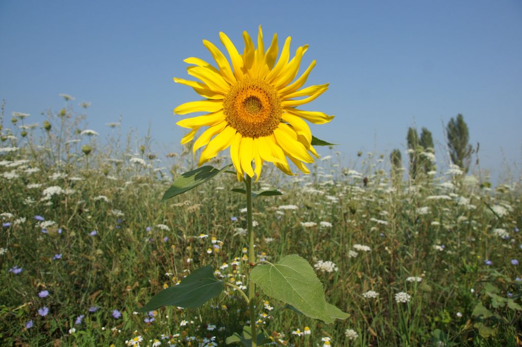 A lone sunflower in a field.